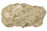 Fossil, Eocene Gastropod Cluster - Damery, France #189603-1